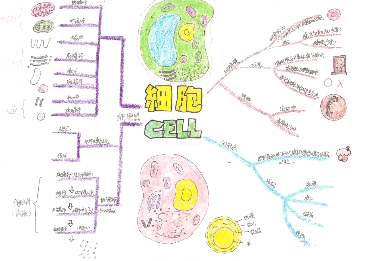 高一生物细胞思维导图