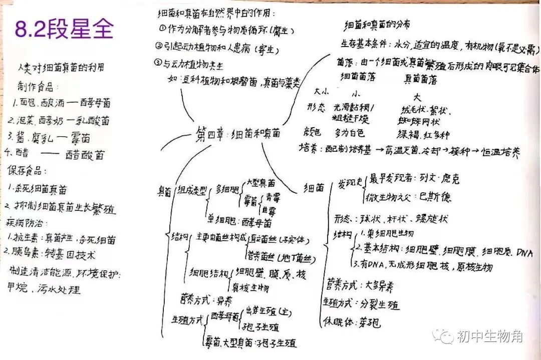 八年级生物《细菌、真菌、病毒》思维导图