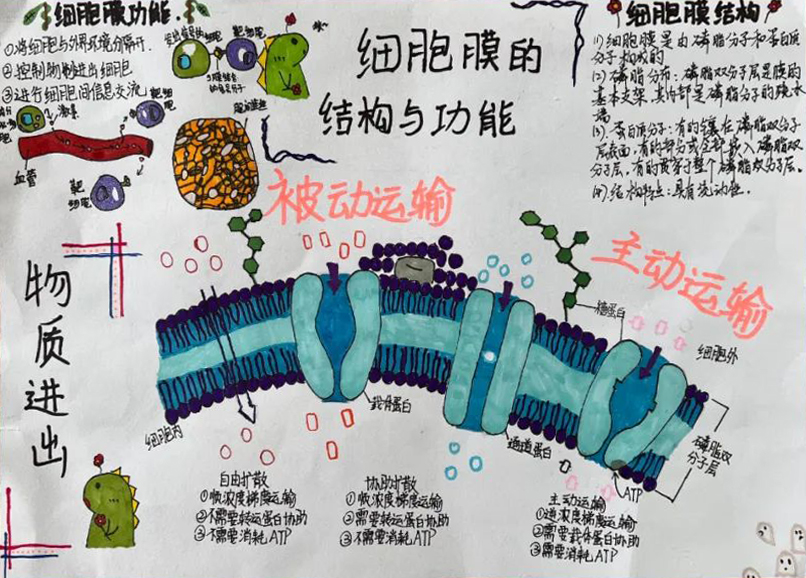 高一生物 细胞膜的结构与功能思维导图