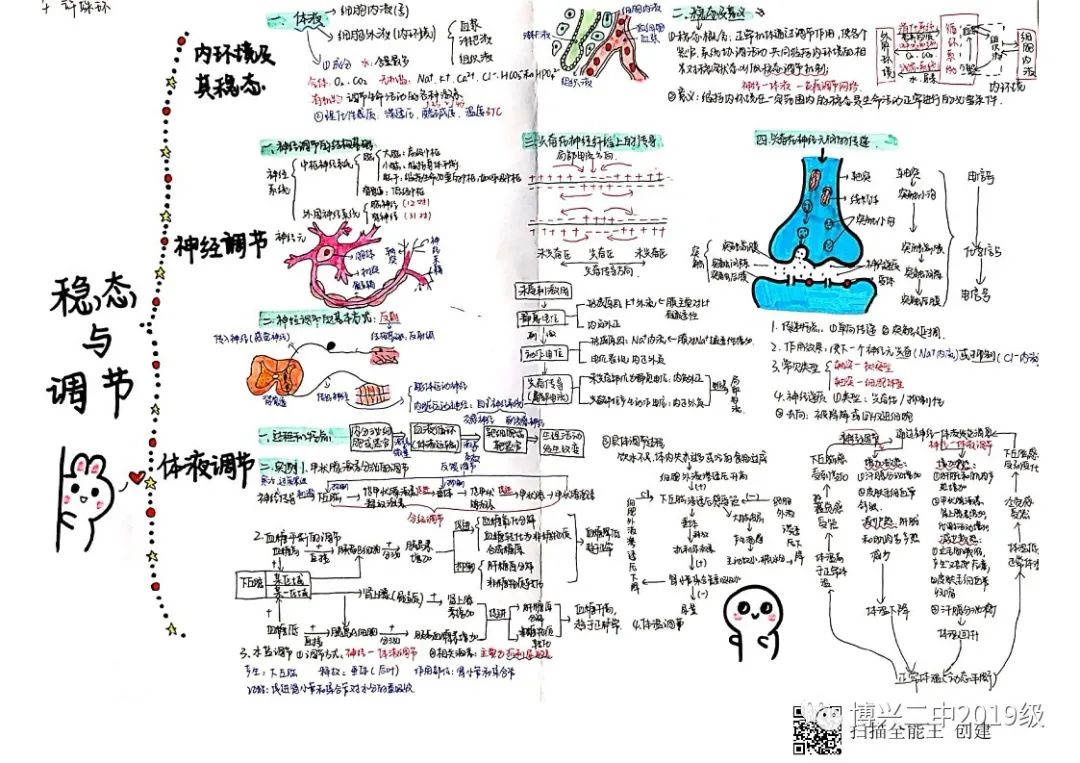 稳态与调节思维导图优秀作品