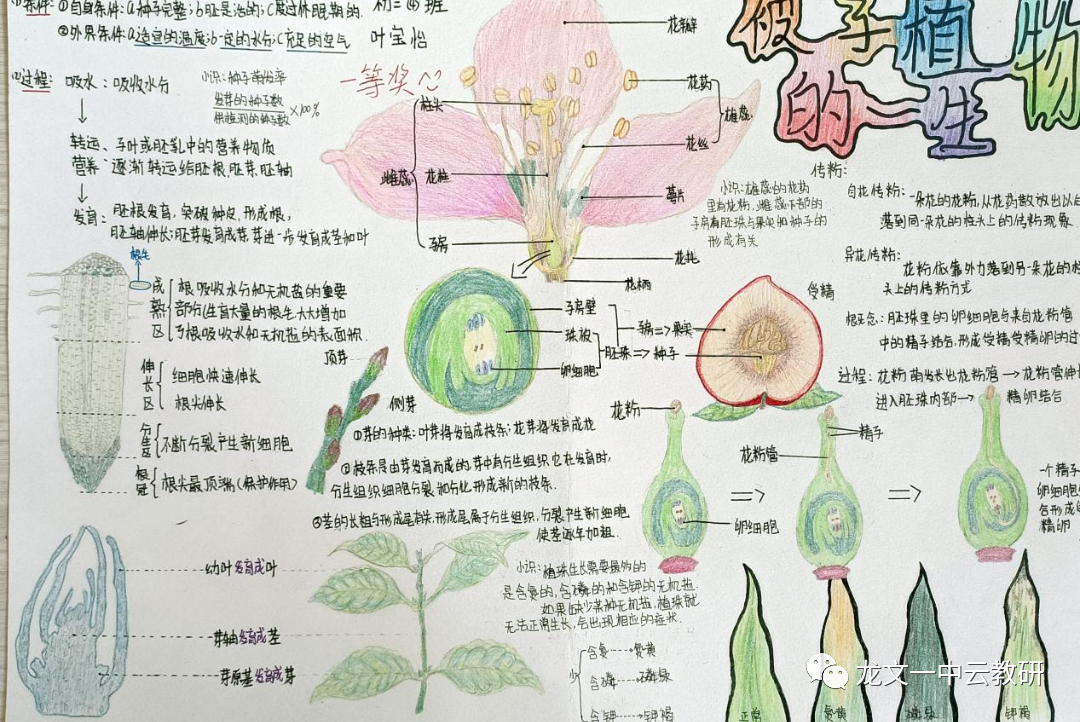 《被子植物的一生》生物思维导图2