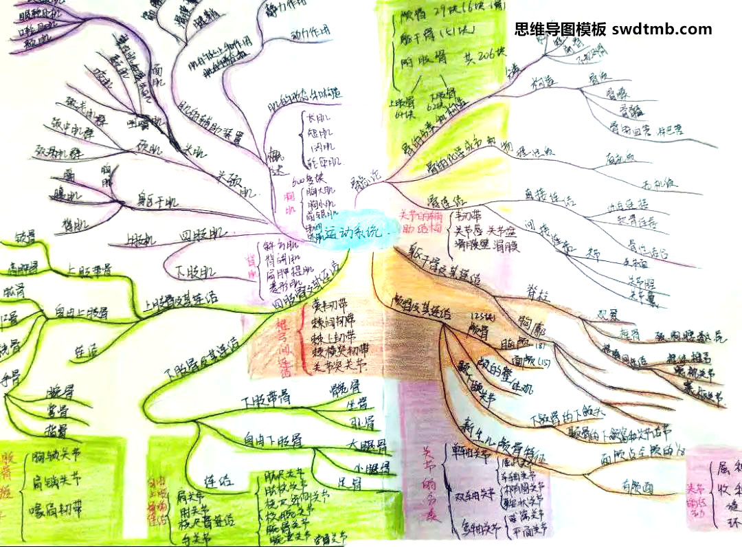 关于人体运动系统的思维导图