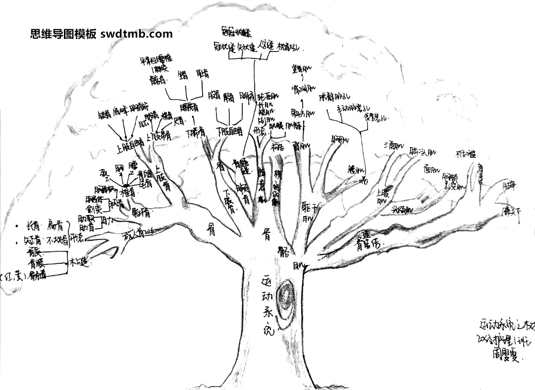 关于运动系统的思维导图怎么画