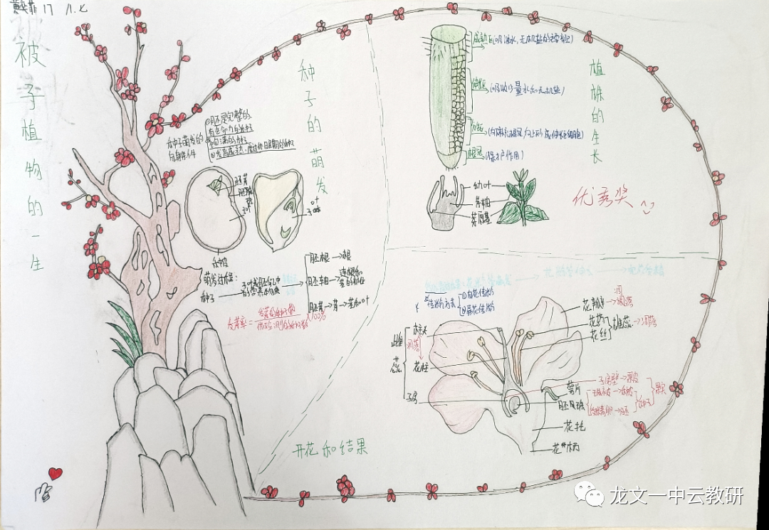 《被子植物的一生》生物思维导图20