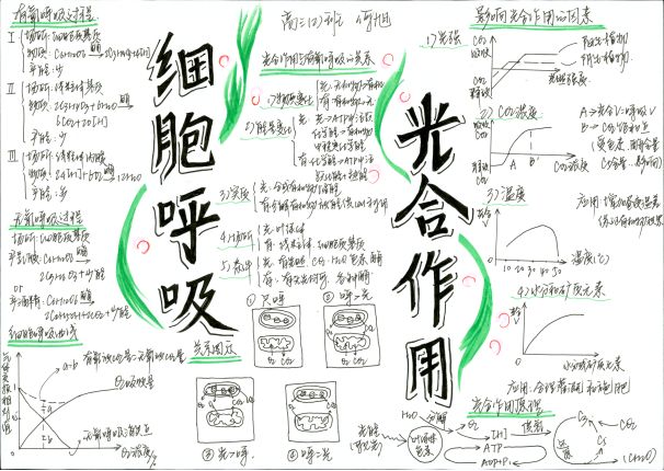 高三生物思维导图 细胞呼吸光合作用