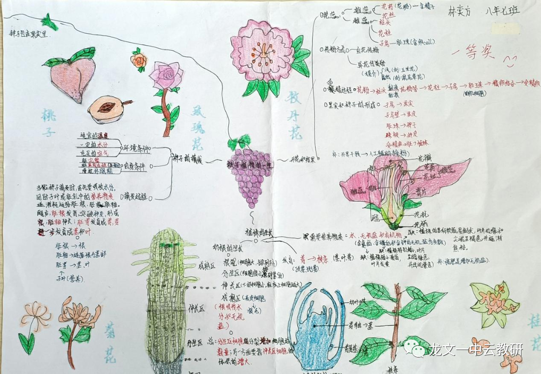 《被子植物的一生》生物思维导图5