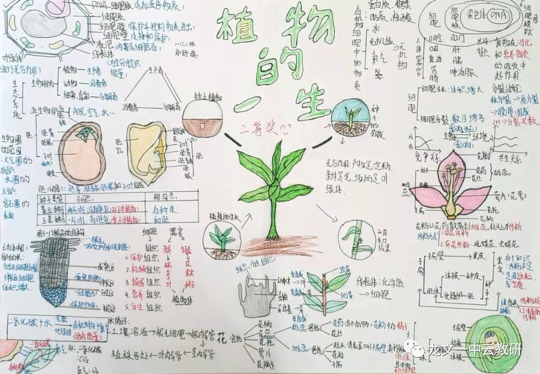 《被子植物的一生》生物思维导图14
