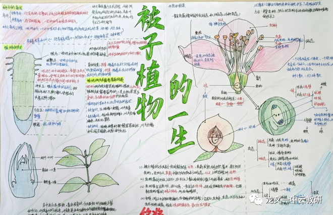 《被子植物的一生》生物思维导图6