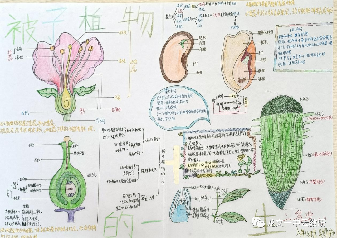 《被子植物的一生》生物思维导图9
