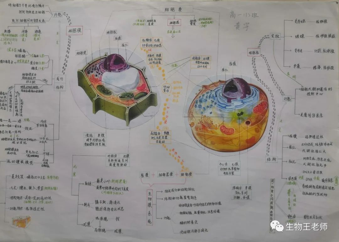 高中生物必修一第3章细胞的基本结构思维导图作品6