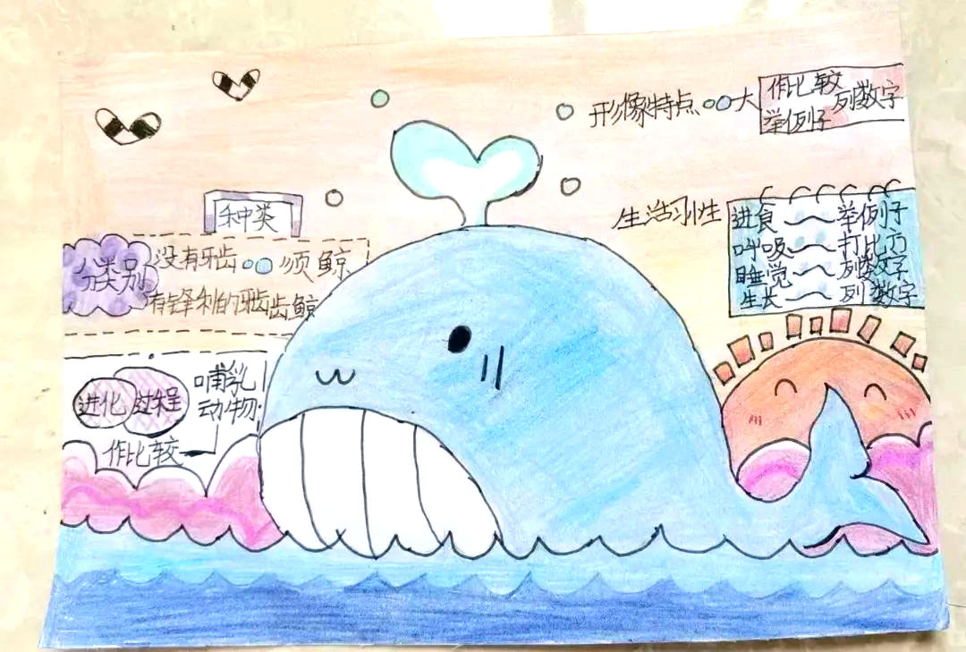 五年级语文《鲸》思维导图怎么画