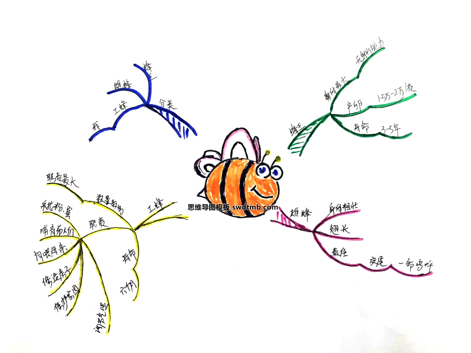 三年级语文《蜜蜂》思维导图怎么画