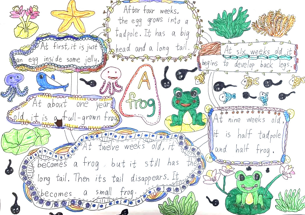 关于青蛙的英语思维导图