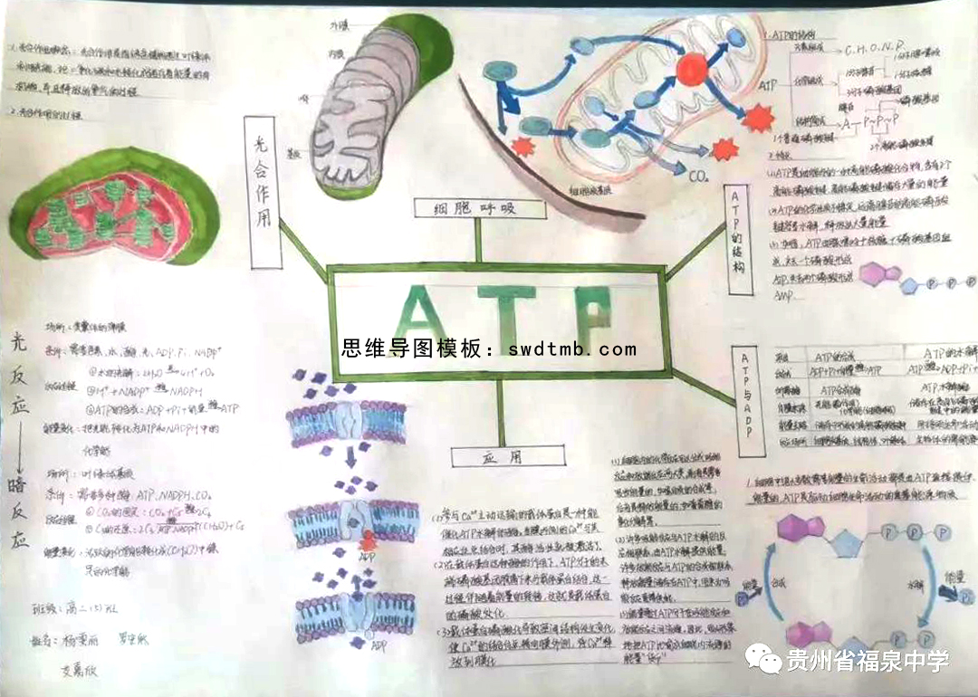 高一生物关于ATP知识的思维导图