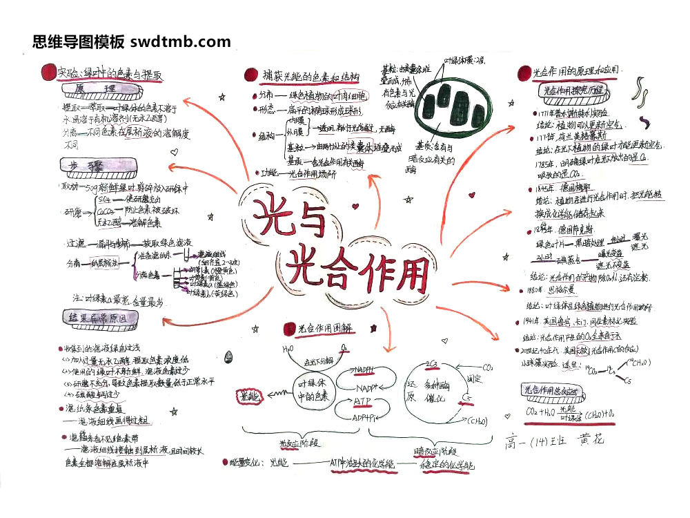 光与光合作用思维导图怎么画