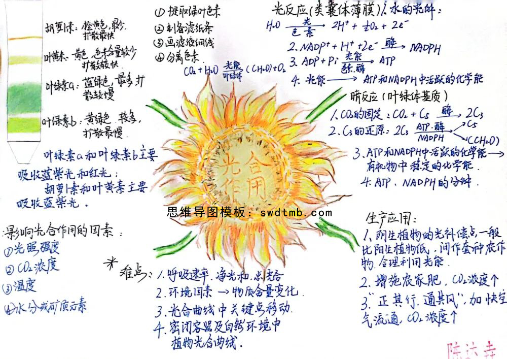 高三年级学生生物思维导图 光合作用知识思维导图