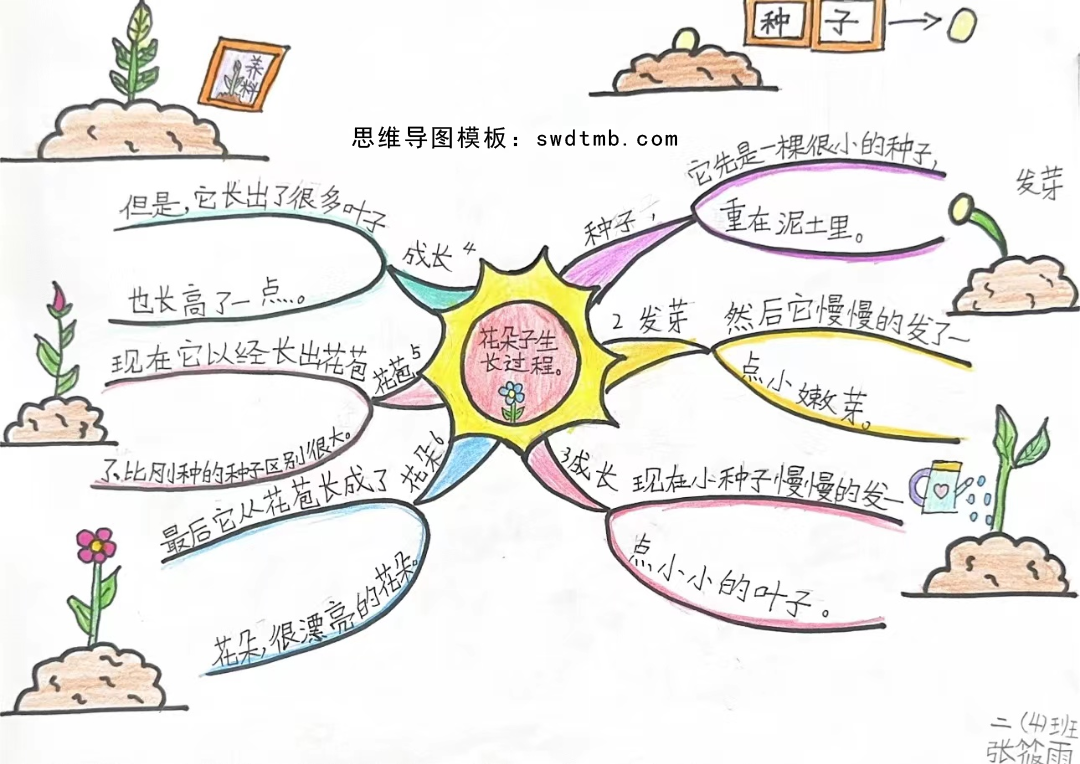 小学劳动学科优秀思维导图 花朵生长过程