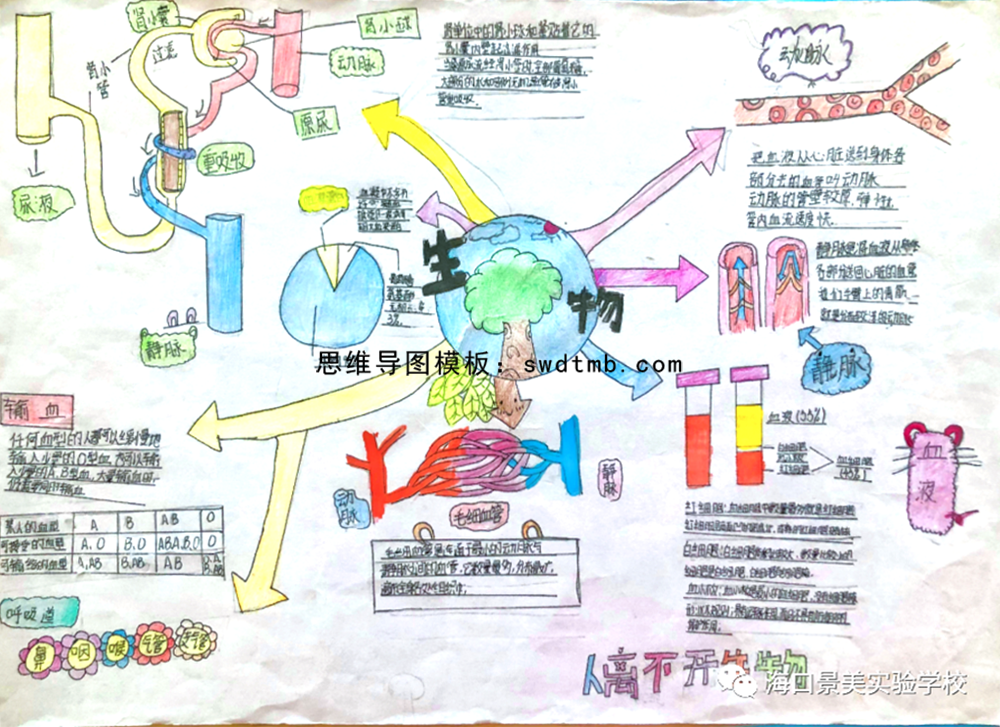 七年级生物知识点人体内物资的运输思维导图