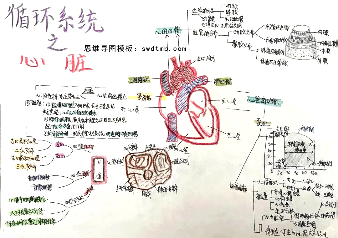 循环系统之心脏思维导图