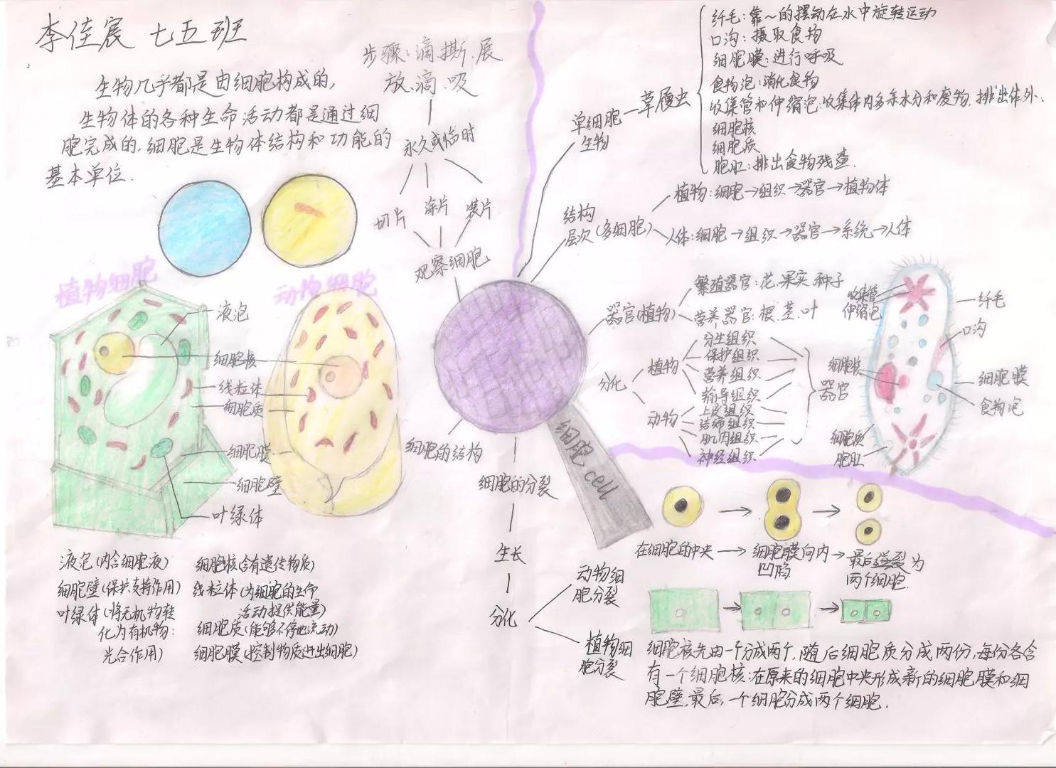 七年级关于细胞的生物思维导图图片