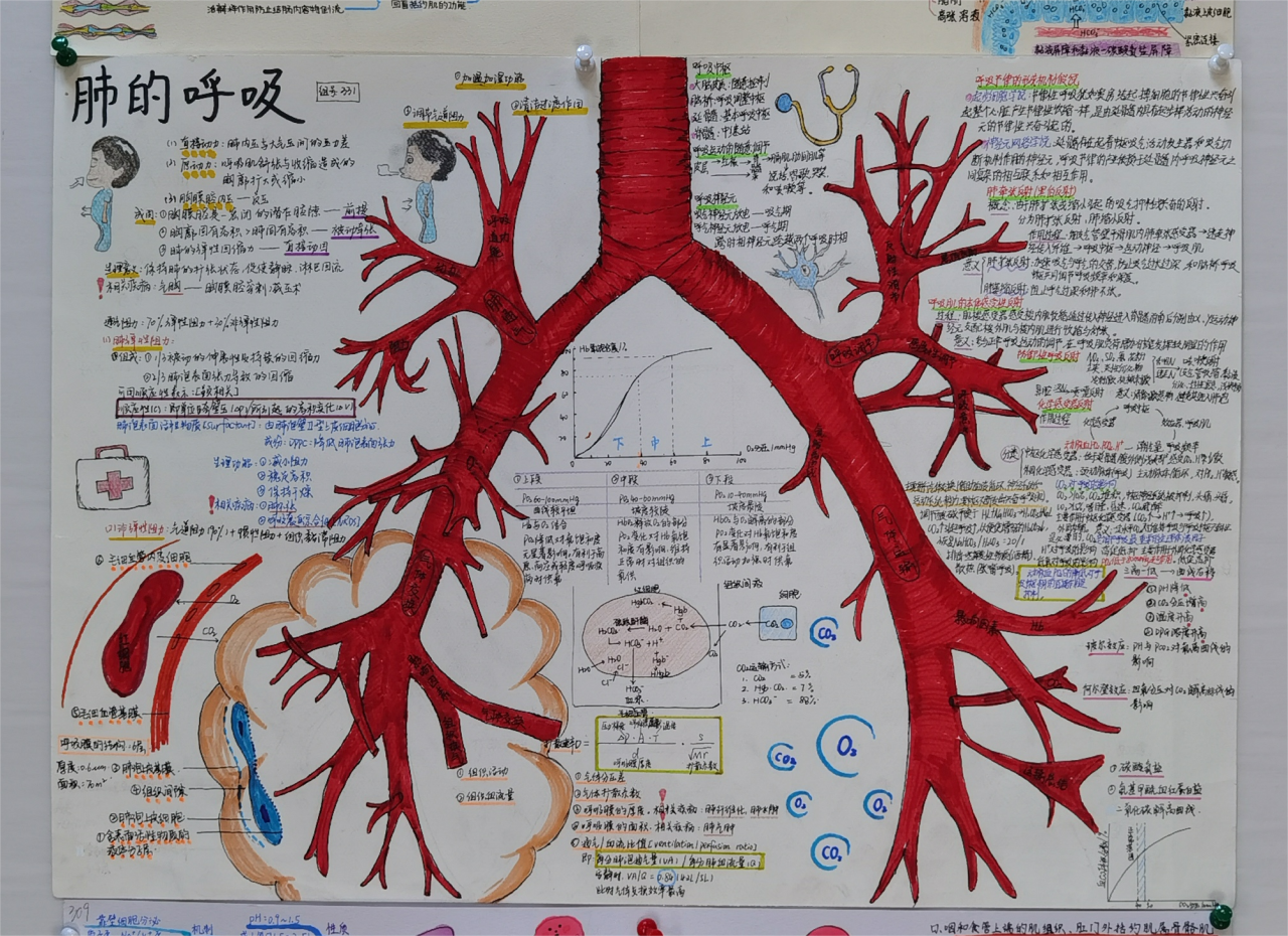 大学生理学思维导图优秀作品 肺的呼吸