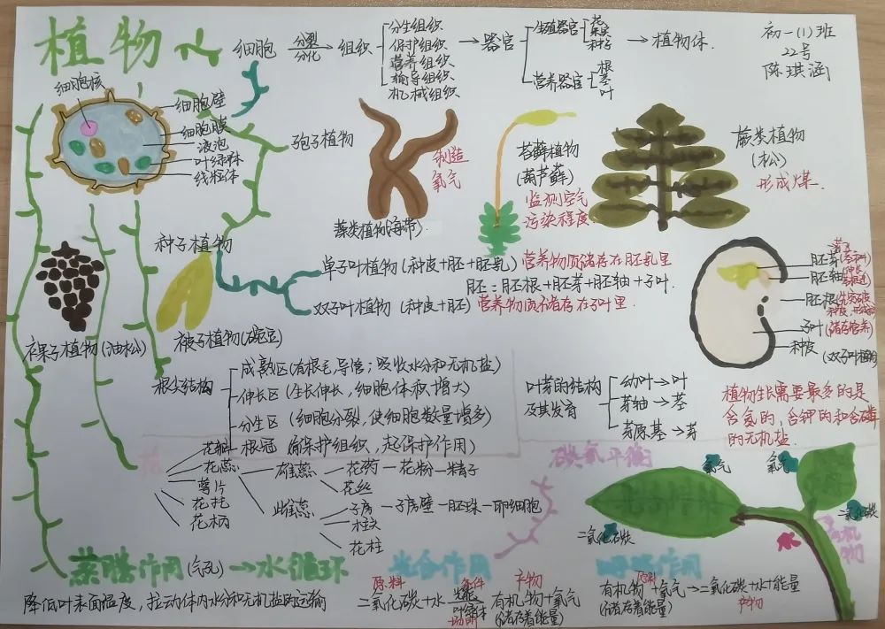 初中生物组学生思维导图 植物
