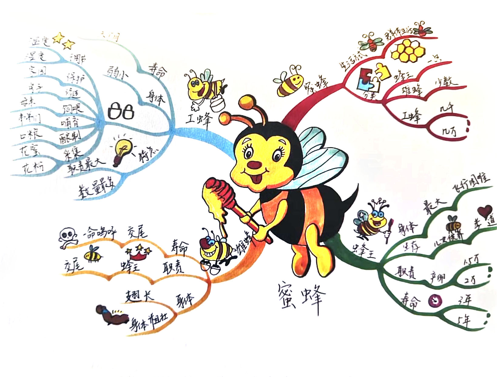 1张关于蜜蜂的导图模版（一等奖）