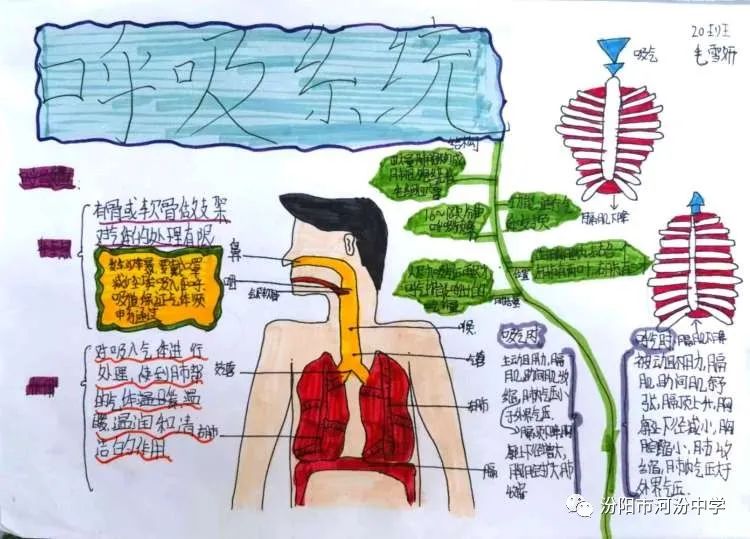 呼吸系统七年级生物思维导图