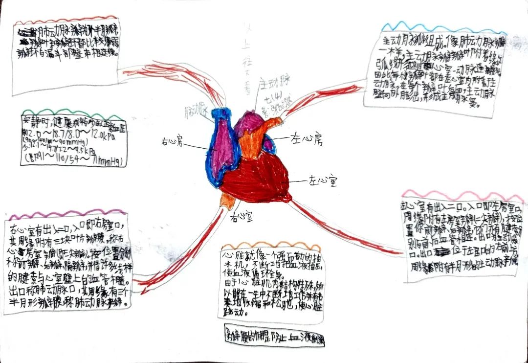 七年级生物《主动脉》思维导图怎么画