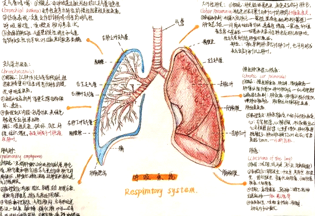 医学理论知识 呼吸系统思维导图
