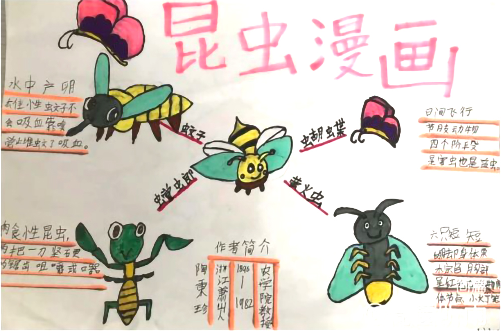 中小学生阅读书目《昆虫漫画》思维导图-第2张