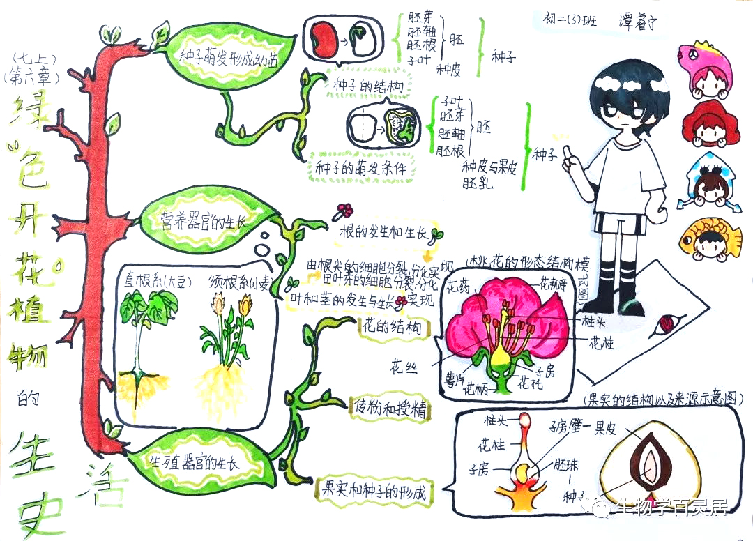 初中生物《绿色开花植物的生活史》优秀思维导图