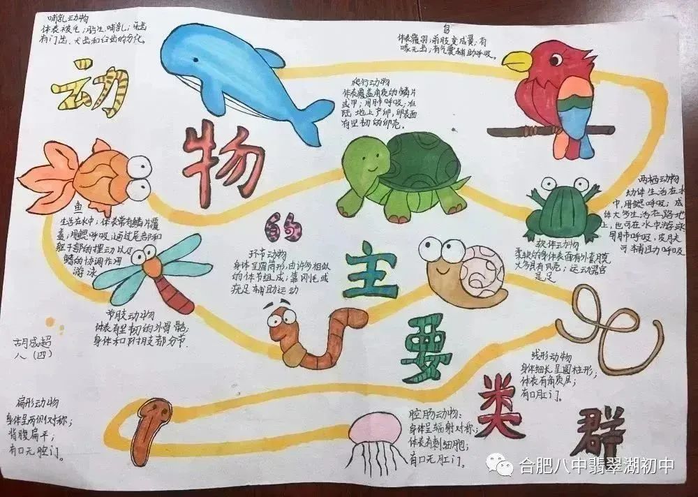 10张动物的主要类群思维导图绘画