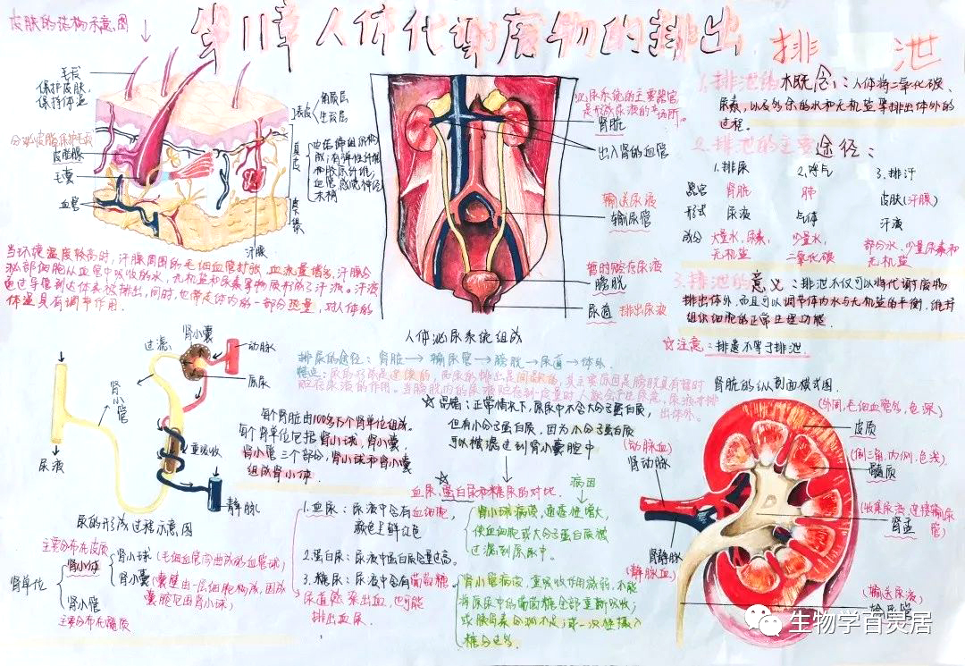 初中生物《人体代谢废物的排出》优秀思维导图