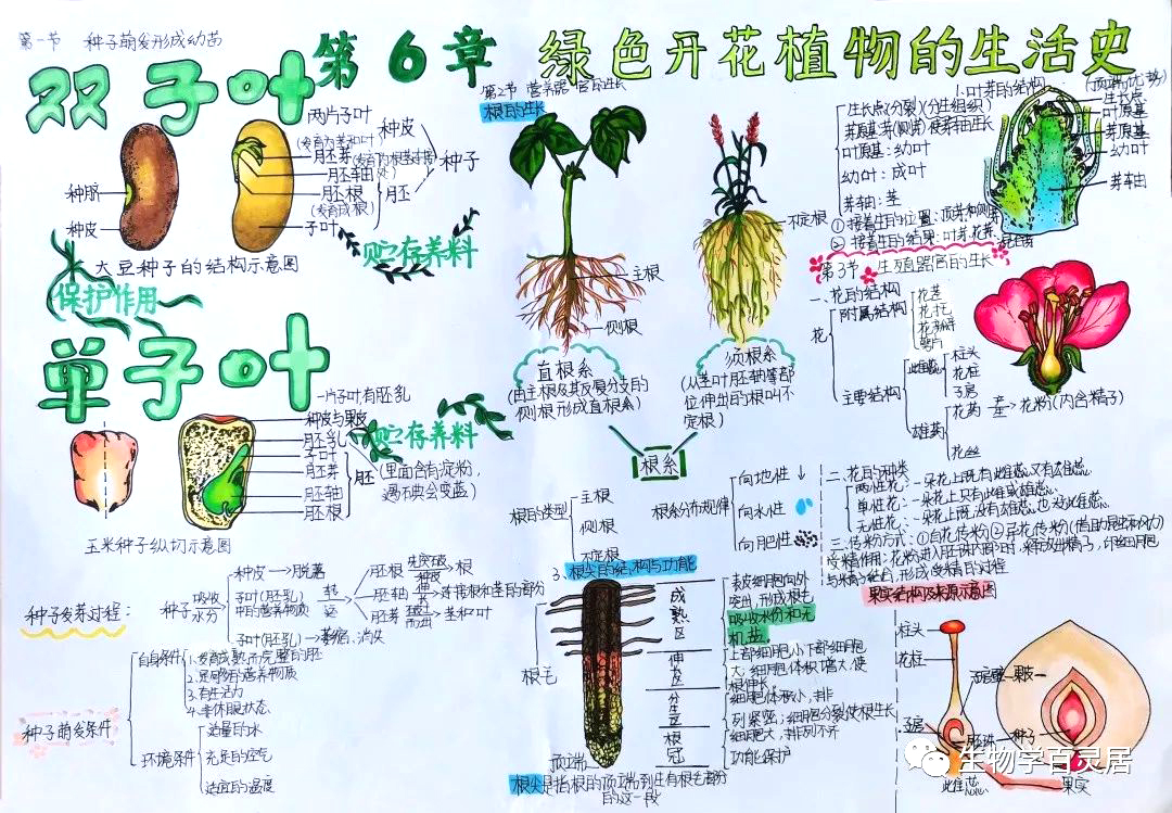 初中生物第六章《绿色开花植物的生活史》思维导图优秀作品