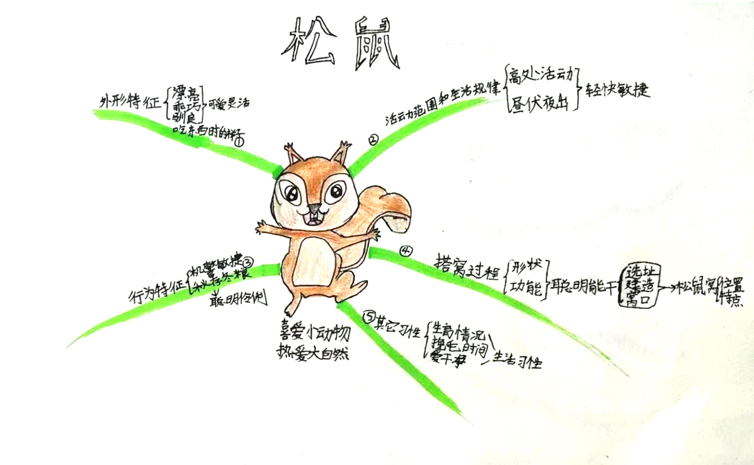 五年级语文课文《松鼠》思维导图-第5张