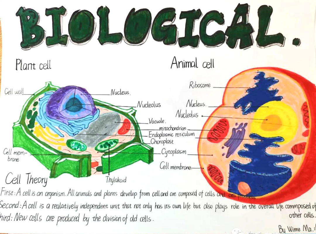 高一年级英语主题词汇思维导图 Biological生物