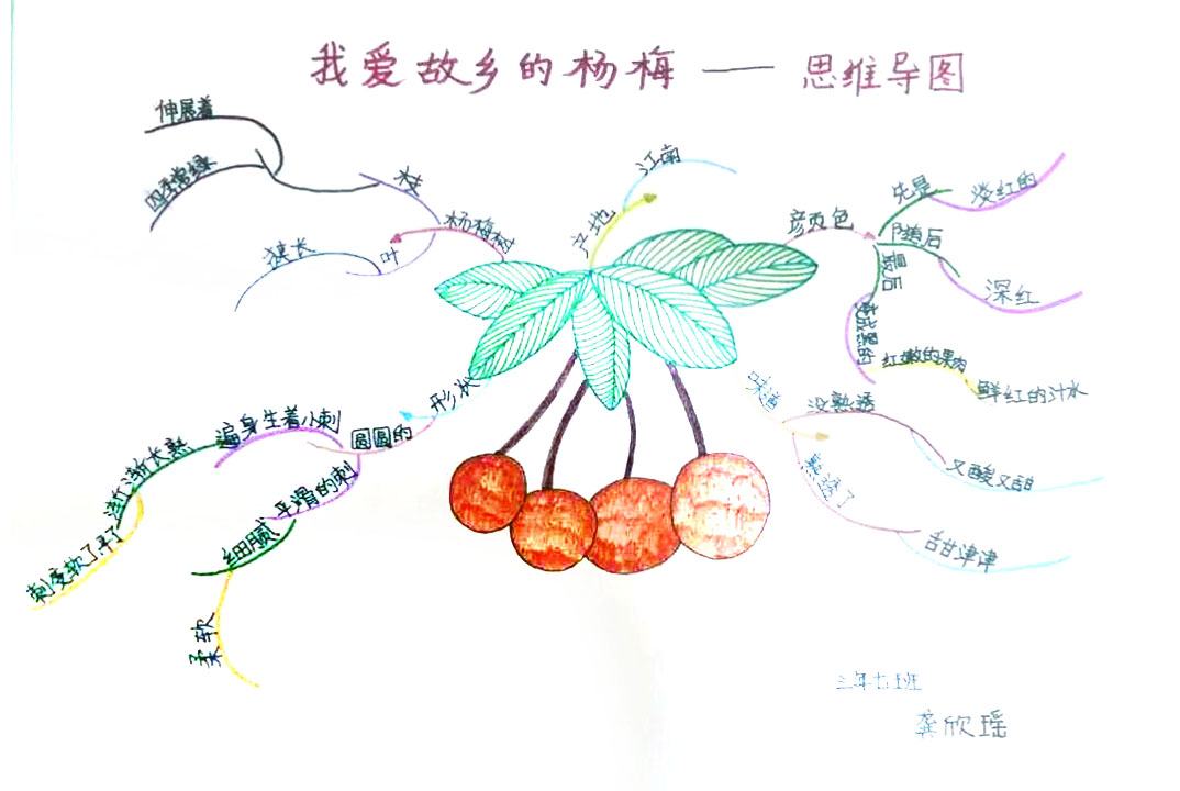 《我爱故乡的杨梅》三年级语文思维导图-第3张