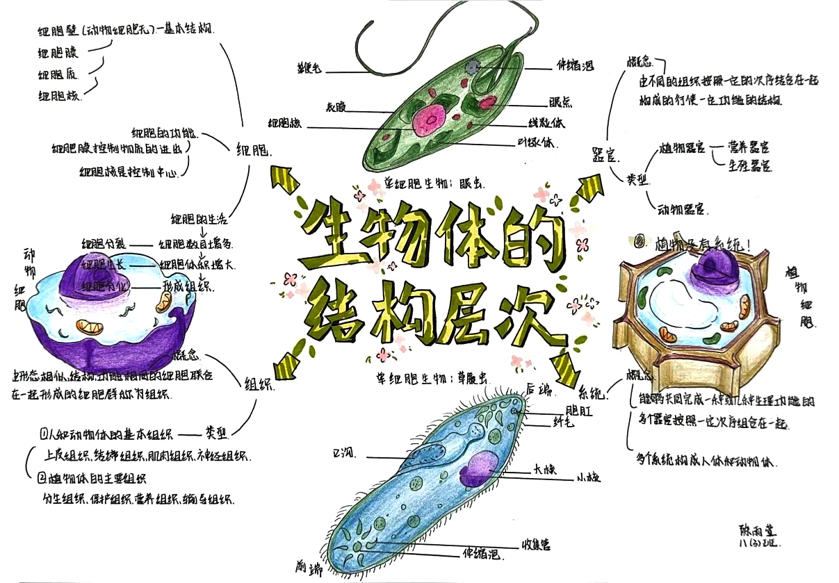 八年级生物 生物体的结构层次思维导图