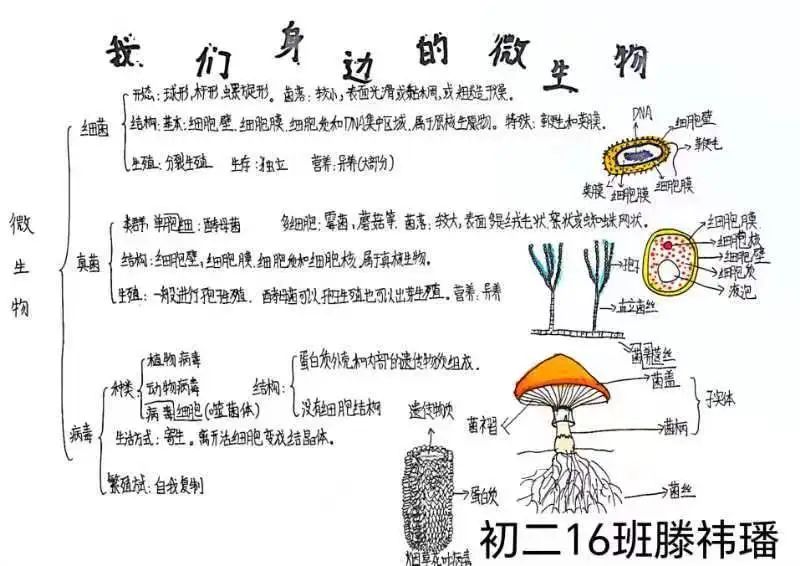 生物圈中的微生物思维导图-第4张