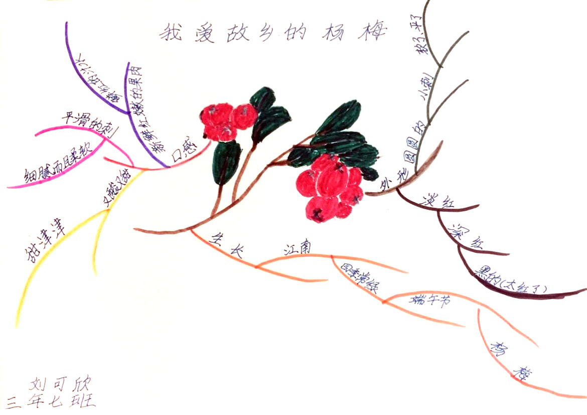 三年级课文《我爱故乡的杨梅》思维导图作品-第3张