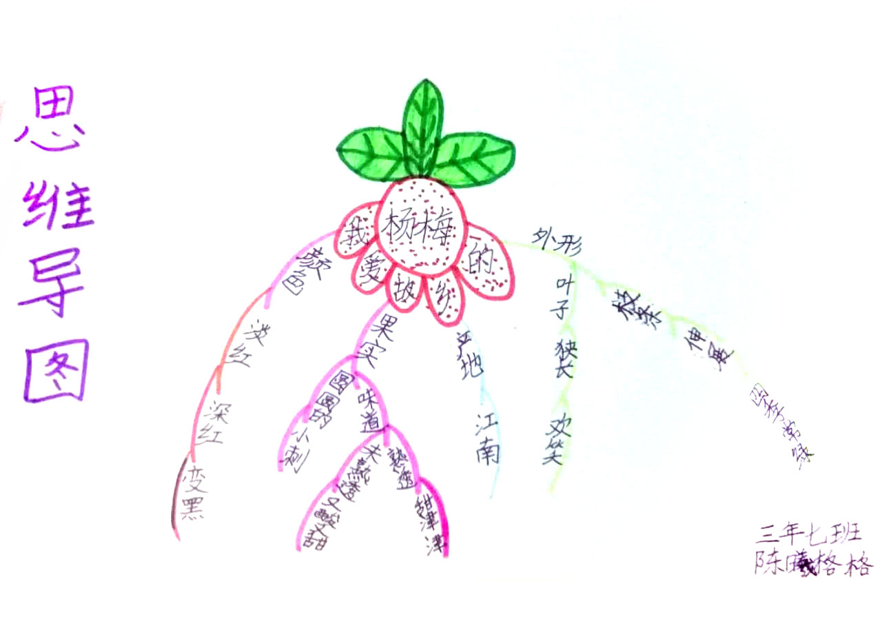 《我爱故乡的杨梅》三年级语文思维导图-第4张