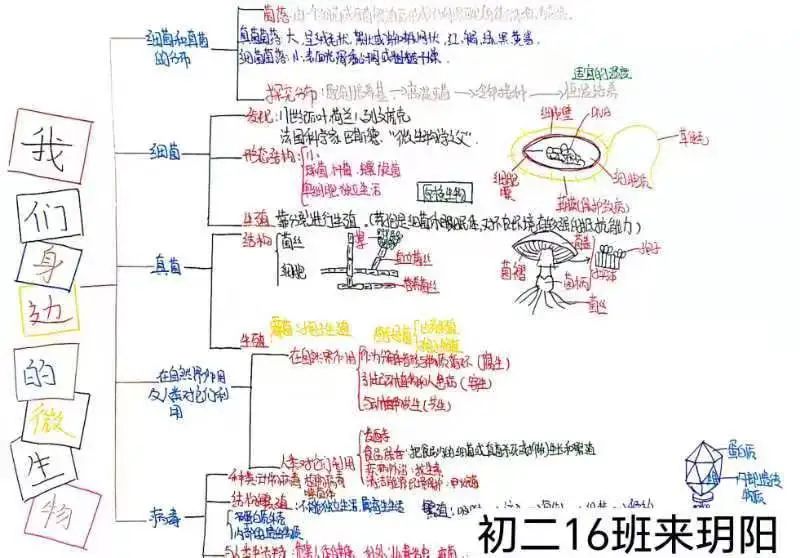 生物圈中的微生物思维导图-第2张