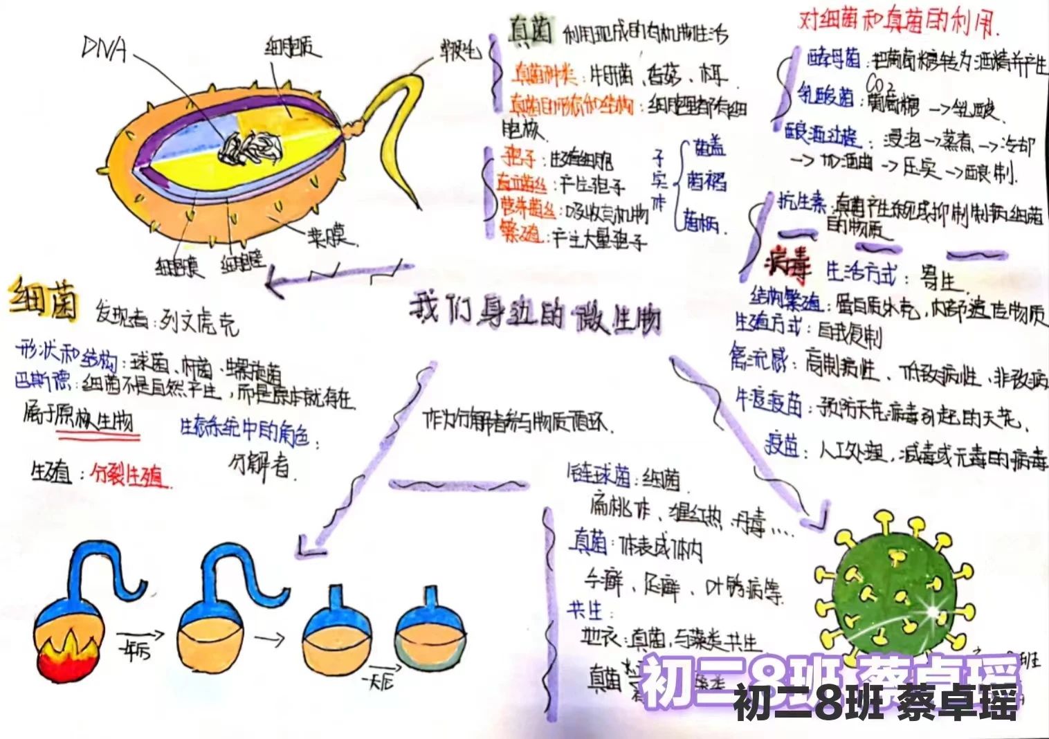 生物圈中的微生物思维导图-第3张