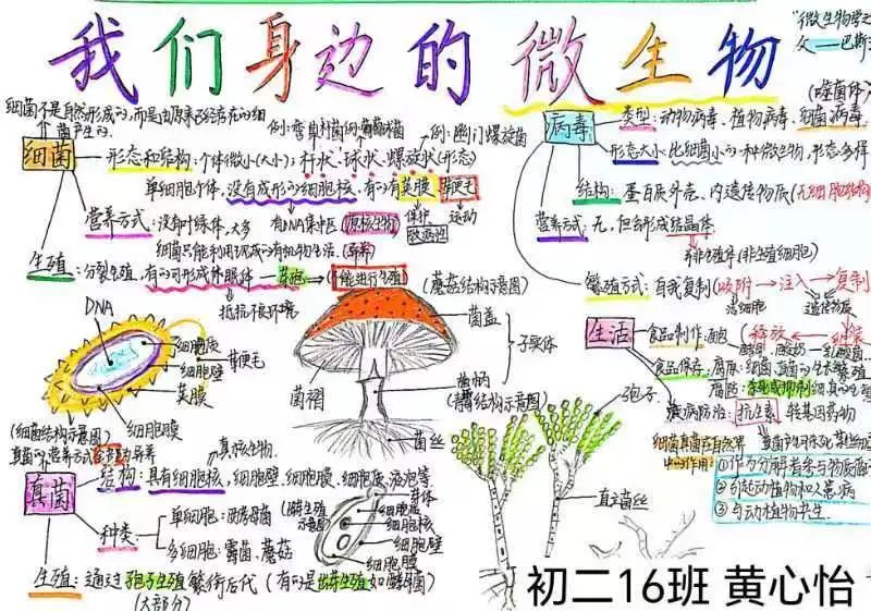 生物圈中的微生物思维导图-第1张