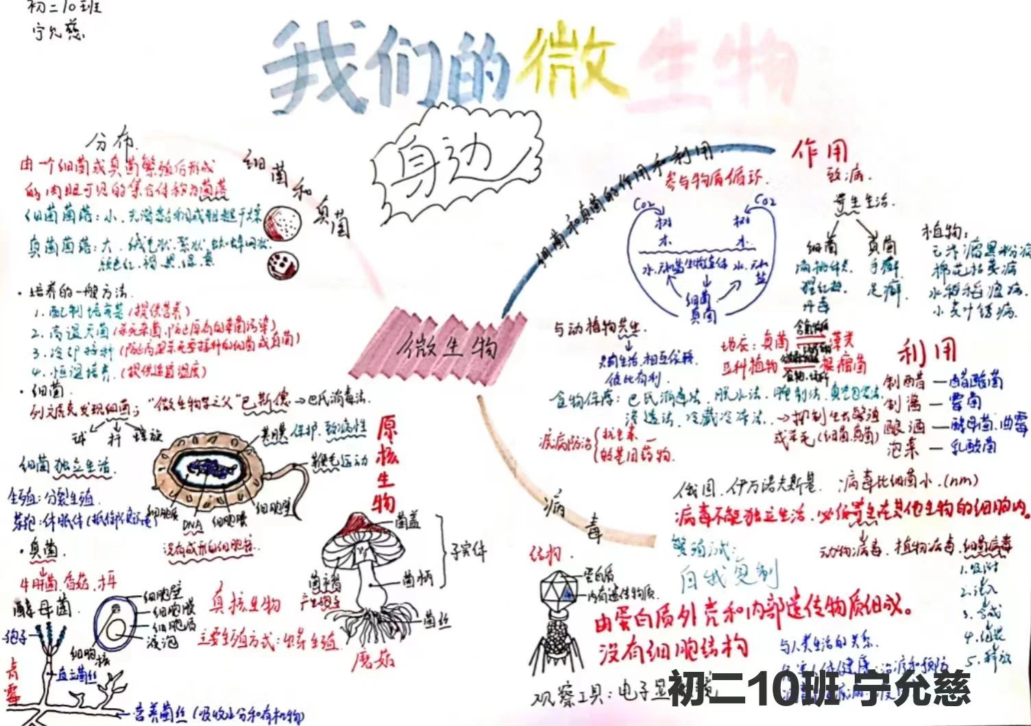 生物圈中的微生物思维导图-第8张