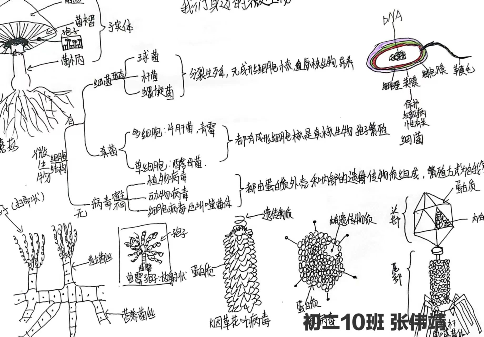 生物圈中的微生物思维导图-第9张