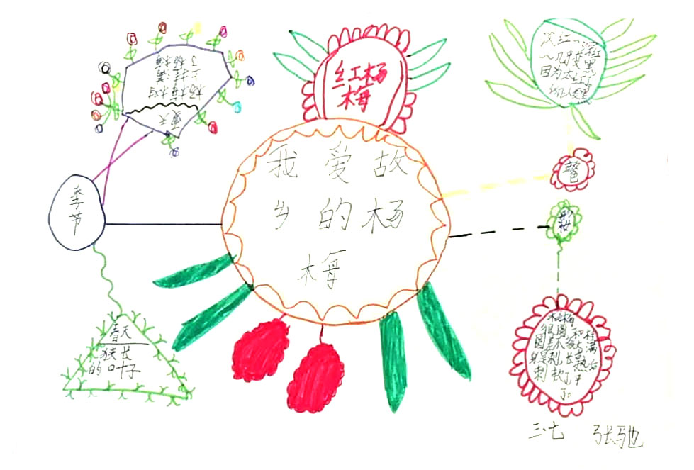 《我爱故乡的杨梅》三年级语文思维导图-第5张