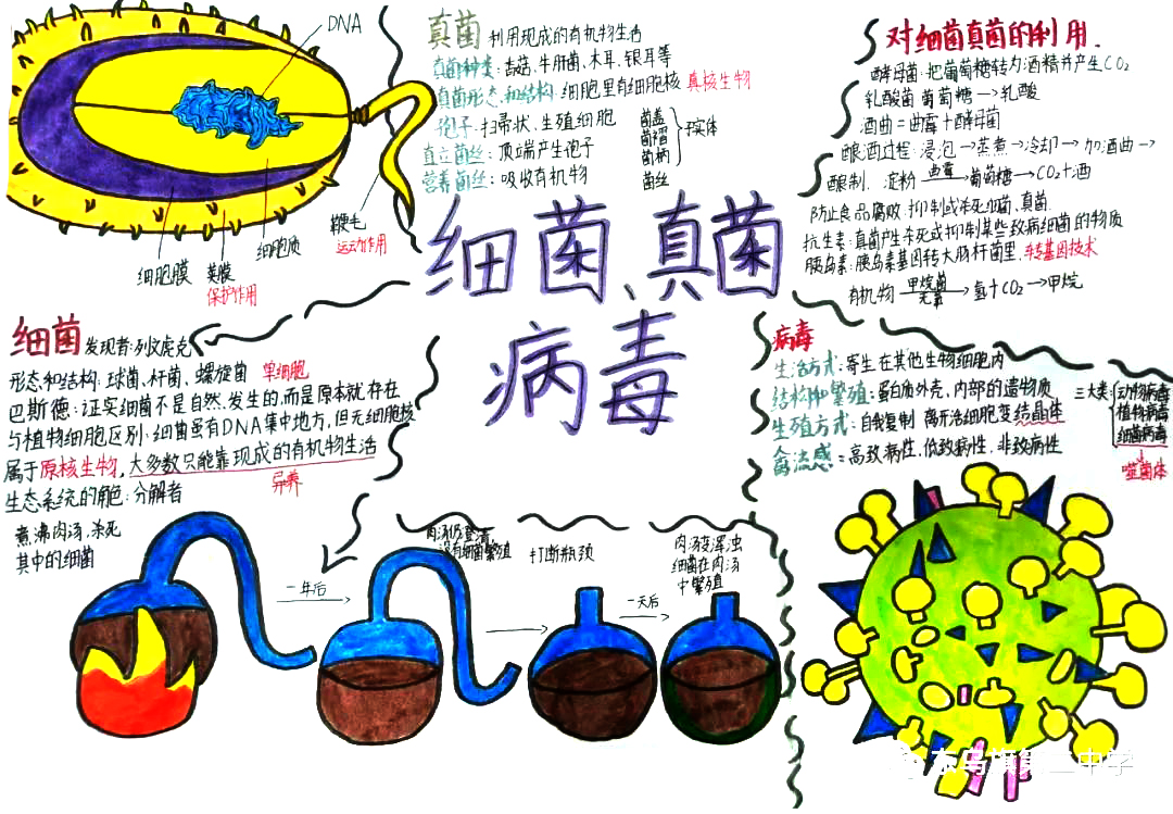 微生物的分类(思维导图):细菌,真菌,病毒-第2张