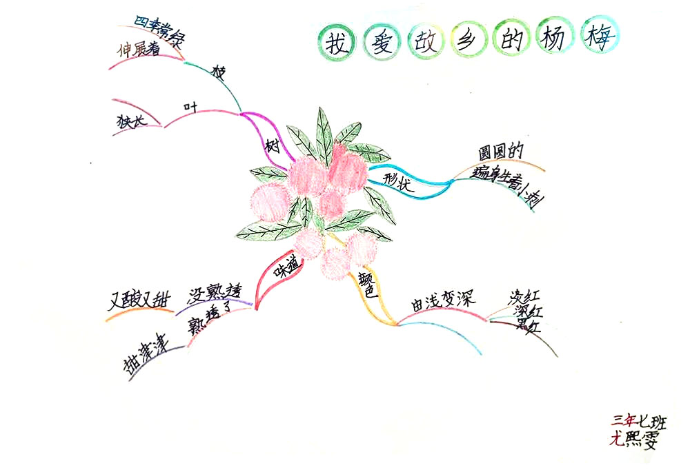《我爱故乡的杨梅》三年级语文思维导图-第1张